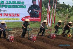 Perkuat Ketahanan Pangan, Kodam IV/Diponegoo Tanam Jagung Seluas 10 Hektare