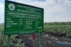 Jadi Pilot Project, Agroforestry Tebu KPH Jombang Dukung Ketahanan Pangan