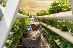 Manfaatkan Lahan Terbuka, Pemkot Dorong Warga Solo Galakkan Urban Farming