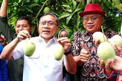 Mangga Asli Indonesia Diyakini Bisa Jadi Primadona Dunia