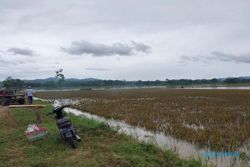 Ribuan Hektare Sawah di Sukoharjo Sempat Terendam Banjir, Petani Merugi