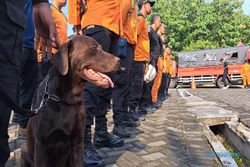 Coco, Anjing Pelacak Basarnas Semarang yang Dikirim ke Lokasi Gempa Cianjur