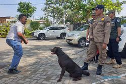 Coco, Anjing Labrador Satpol PP Kota Semarang yang Bantu Korban Gempa Cianjur