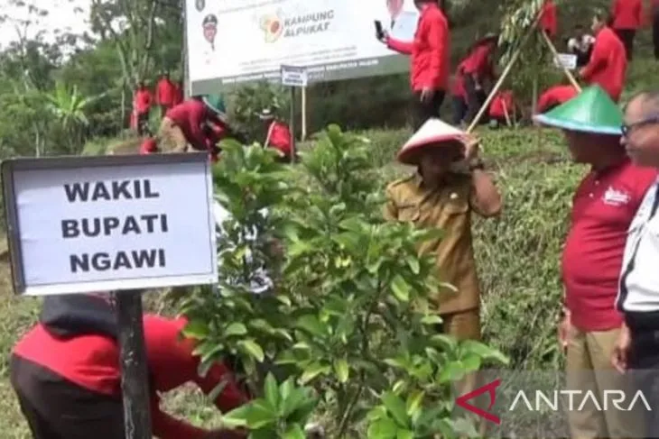 Asyik! Ngawi Punya Kampung Alpokat di Lereng Gunung Lawu, Bisa Petik Sendiri