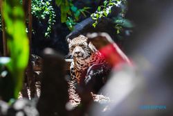 Macan Tutul Tersisa 300 Ekor di Pulau Jawa, Formata: Jangan Sampai Punah