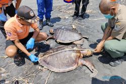 Diduga Makan Plastik, 3 Penyu Ditemukan Mati di Pantai Jangkang Kulonprogo