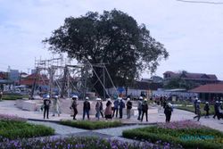 Pohon Beringin Besar dan Tua Tetap Dipertahankan di Taman Mangkunegaran Solo