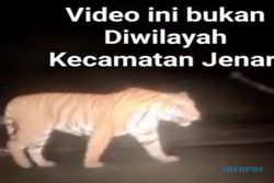 Beredar Video Macan Lintasi Jalan, Kapolsek: Bukan di Jenar, Sragen!