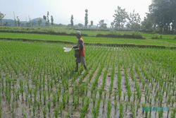 1.000 Hektare Sawah Alih Fungsi, Produksi Beras di Jateng Terancam Susut