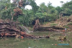 Diterpa Angin Kencang, 5 Pohon Jumbo di Sekitar Sendang Tarubasan Klaten Roboh