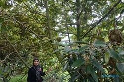 Petani Durian Asal Bendungan Sragen Ini Panen Cuan, Satu Pohon Dapat Rp30 Juta