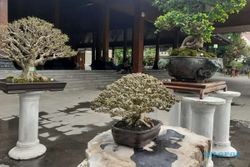 Festival Bonsai Solo, Koleksi Legenda Bulu Tangkis Indonesia Ikut Dipamerkan
