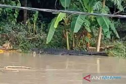 Banjir Melanda Lombok Tengah, Buaya Tiba-Tiba Muncul di Sungai Desa