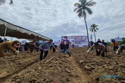 Tanam Singkong Organik di Gorontalo, Gobel Ajak Petani Tangkap Peluang Pasar