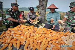 Kodim 0726/Sukoharjo Panen Jagung di Lahan Demplot Desa Bulu