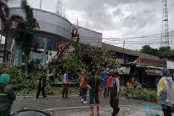 Belasan Pohon Tumbang di Semarang dalam Sehari, Ini Lokasinya