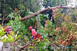 Sleman Diterpa Hujan & Angin, Puluhan Pohon Tumbang