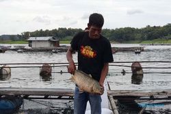 SMART KJA Mampu Tekan Kematian Ikan di WKO Boyolali, Ini Penjelasan Disnakkan