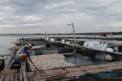 Kisah Sedih Petani Keramba WKO Boyolali: Banyak Ikan Mati, Rugi Puluhan Juta