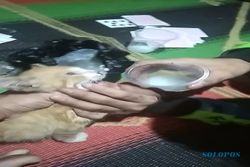 Cekoki Anak Kucing dengan Miras Viral di Medsos, Pemuda Ambarawa Diburu Polisi