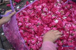 Jateng Nomor 2! Data 4 Provinsi Penghasil Bunga Mawar Terbesar di Indonesia