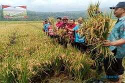 Uji Coba Pemurnian Tanah di Semarang Sasar 16 Ha Sawah, Hasil Panen Meningkat