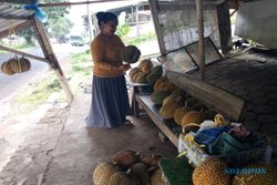 Rasa Legitnya Juara, Durian Brongkol Semarang Ini Sering Diburu Pembeli