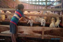 Top! Kelompok Ternak Barokah Farm Binaan Petani Muda di Klaten Banjir Investor