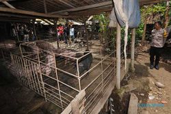 Tak Berizin, Satpol PP Tutup Peternakan Babi di Gantiwarno Klaten