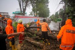 Hujan dan Angin Kencang di Solo, Pohon Tumbang Tutup Jl Kolonel Sugiyono