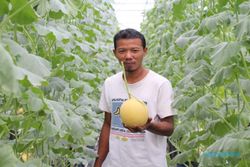 BUM Desa Bogem Klaten Panen Cuan Berkat Budi Daya Melon Sistem Green House
