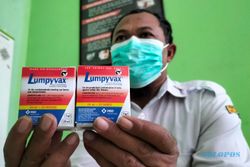 DKP3 Sragen Distribusikan 4.000 Dosis Vaksin LSD, Pasar Hewan Tak Ditutup