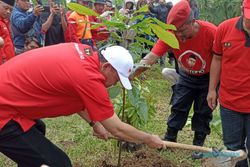 DPC PDIP Karanganyar Tanam Ribuan Bibit Pohon di Desa Rawan Longsor
