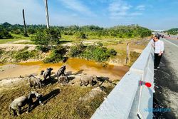 Momen Jokowi Lihat Kawanan Gajah Liar di Terowongan Jalan Tol Pekanbaru-Dumai