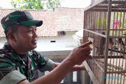 Kisah Sukses Babinsa di Boyolali Beternak Burung Murai, Omzetnya Rp6 Juta/Bulan