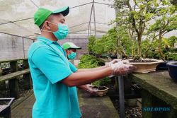 Tanaman Bonsai Jateng Diminati Pasar Belanda, Nilai Ekspor Capai 1,93 Miliar