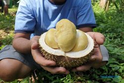 Durian Yu Yem, Varietas Andalan Mijen Semarang yang Terkenal Creamy