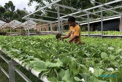 Inspiratif, Pemuda Sragen Ini Bertani Hidroponik Beromzet Rp10 Juta per Bulan
