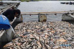 Tambah Lagi! Ikan Mati di WKO Boyolali Capai 200 Ton, Kerugian Rp5,4 Miliar