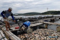 200-an Ton Ikan Mati di WKO Boyolali Tak Layak Konsumsi: Bakar atau Kuburkan!