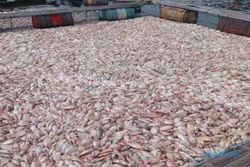 Upwelling di WKO Bikin 70 Ton Ikan Milik Petani Sragen Mati Mendadak