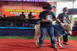 200-an Ekor Domba dan Kambing Ikuti Kontes Terbesar di Soloraya