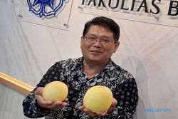 Dosen UGM Ciptakan Melon Seukuran Apel, Namanya Hikapel