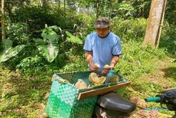 Curhat Petani Durian di Semarang kala Musim Panen Dibarengi Curah Hujan Tinggi