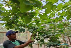 Petani Milenial dari Kedawung Sragen, Dorong Pemuda Kembangkan Smart Farming