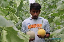 Pulang Merantau dari Jakarta, Pemuda Bogem Klaten Ini Sukses Jadi Petani Melon