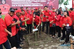 Penanaman 300 Pohon Kado Manis untuk HUT PDIP dan Megawati dari Kader Klaten