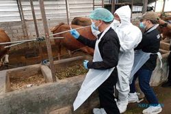 Vaksinasi PMK 2023 di Jateng Dimulai, Satgas Targetkan 2,4 Juta Ternak Divaksin