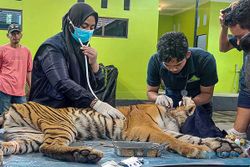 BKSDA Cek Kesehatan Harimau Masuk Perangkap di Aceh, Kondisi Terluka Parah