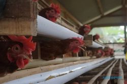Tantangan Usaha Ternak Ayam Makin Besar, Harga Pakan Jadi Masalah Utama